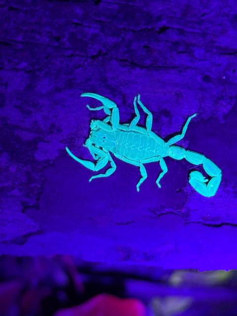       Fluorescent scorpion glowing turquoise under ultraviolet light on dark surface
  
