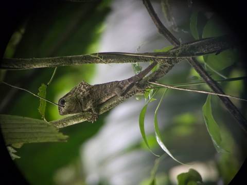       Close-up of brown chameleon clinging to branch in rainforest foliage
  