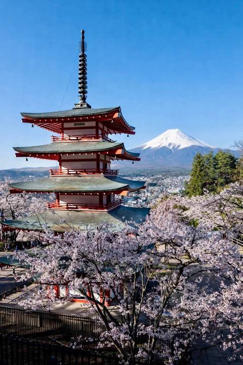      Cherry blossoms frame the red Chureito Pagoda with snow-capped Mount Fuji towering behind under blue skies.
  