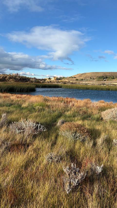       Golden reeds and wild grasses edge a small lagoon with distant hills and scattered houses under a blue sky.
  