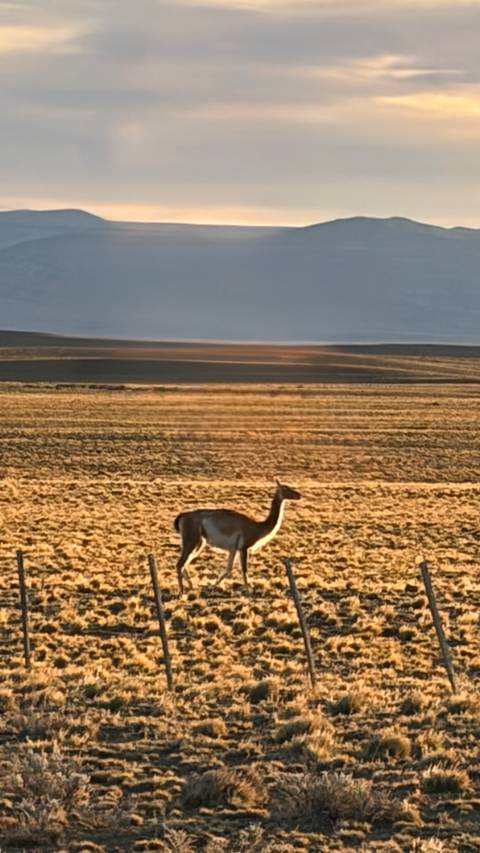       A lone guanaco stands on a vast golden steppe at dusk with distant hills blurred.
  
