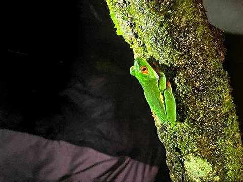       Close-up of a red-eyed tree frog perched on a mossy branch against a dark rainforest background.
  