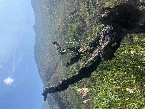       Charred tree limb in the foreground overlooking a green mountainous valley under bright sky
  