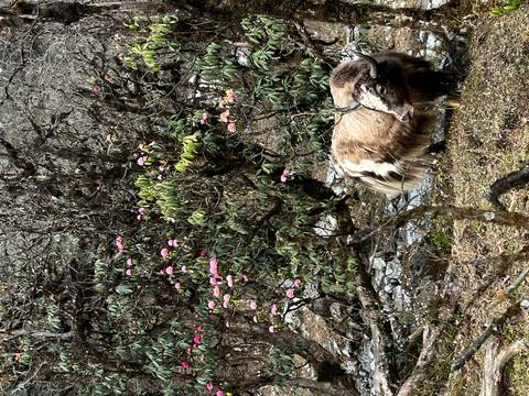       Shaggy yak grazing beneath blooming rhododendron trees in Himalayan forest
  