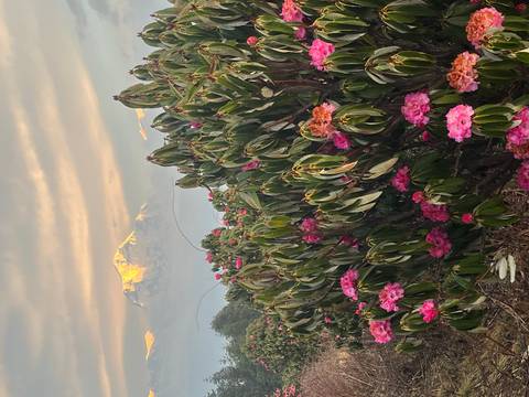       Pink rhododendron flowers in foreground with snow-capped Himalayan peak glowing at sunrise
  