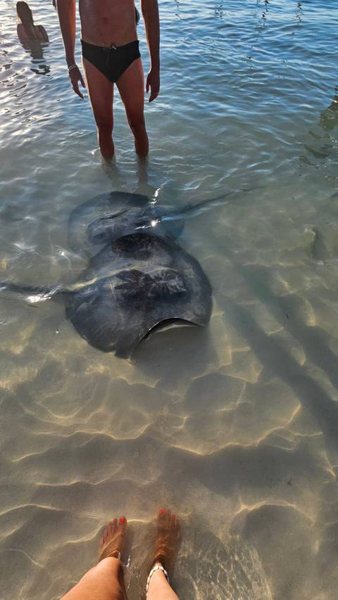       A large stingray glides just beneath clear shallow water over a sandy seabed.
  