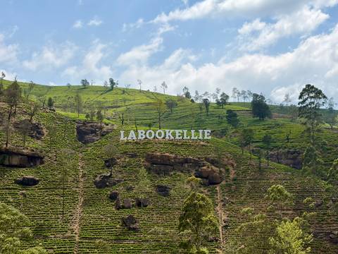       Green tea-covered hillside with a large white LABOOKELLIE sign under blue sky.
  
