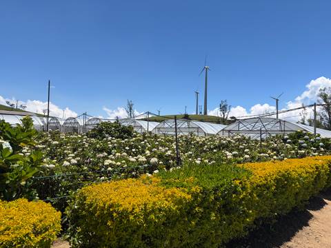       Rows of white flower greenhouses framed by blooming shrubs and distant wind turbines under a blue sky.
  