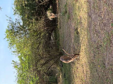       Spotted deer grazing in a clearing bordered by shrubs and trees.
  