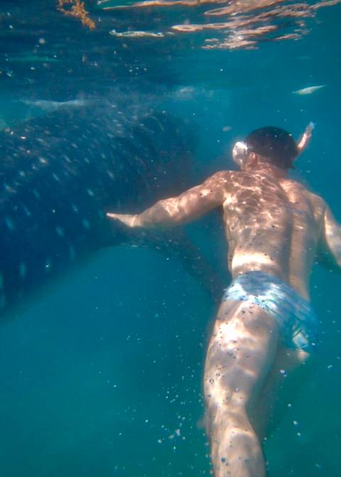       Underwater shot of swimmer next to a large whale shark in blue water.
  