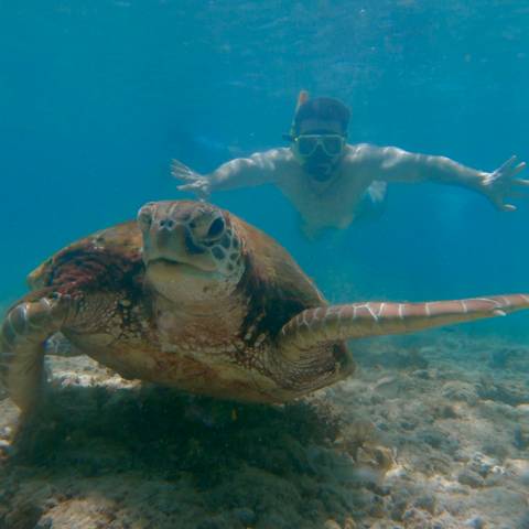       Snorkeler stretches arms wide behind a curious sea turtle on the reef.
  