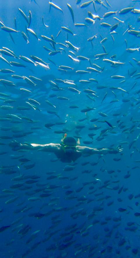       Snorkeler glides underwater surrounded by a school of small fish in clear blue sea.
  
