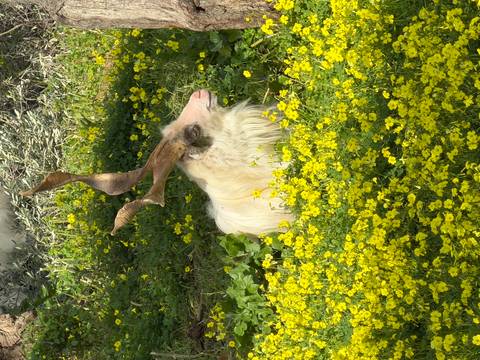       A white long-haired goat with impressive twisted horns rests in a meadow of bright yellow flowers.
  