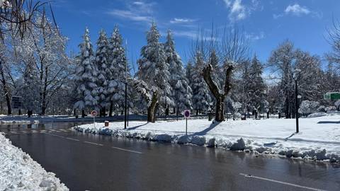       Snow-covered city park with conifer trees and clear blue winter sky
  