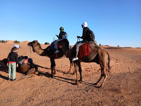       Camel caravan with riders pauses on rolling orange sand dunes under blue sky
  