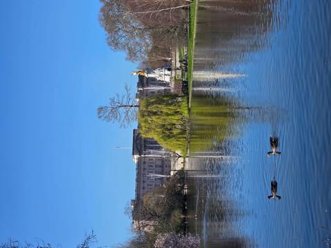       Serene lake with two ducks in front of Buckingham Palace and Victoria Memorial on a bright day.
  