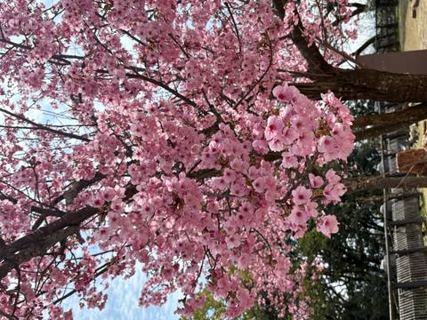       Close-up of blooming pink cherry blossoms on a sunny spring day in Japan.
  