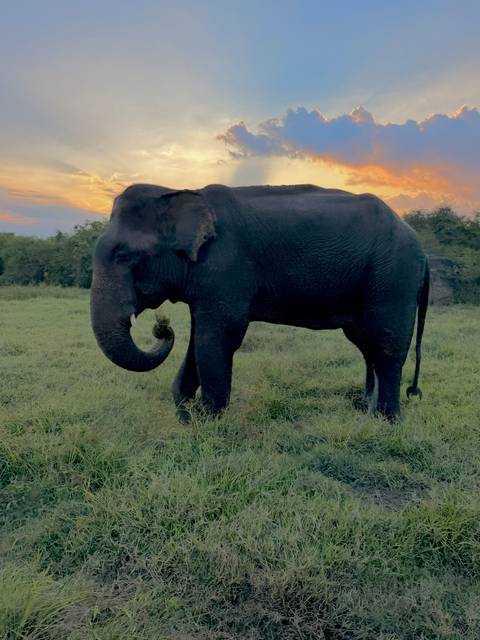       Lone Asian elephant grazes peacefully on grassy plain at dusk.
  