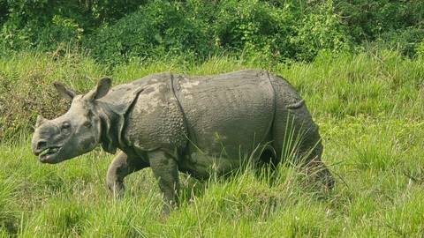       Close view of a one-horned rhinoceros grazing in tall green grass.
  