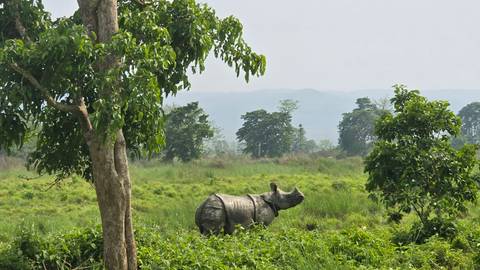       A distant rhinoceros stands amid lush greenery with hazy hills on the horizon.
  