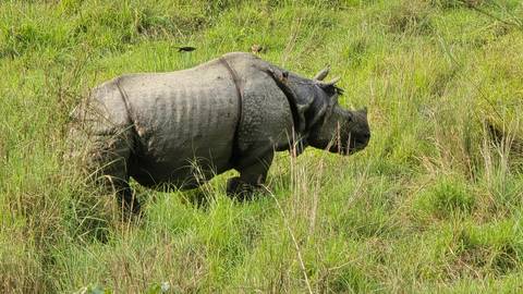       A one-horned rhinoceros walking through tall green grass in a natural reserve.
  