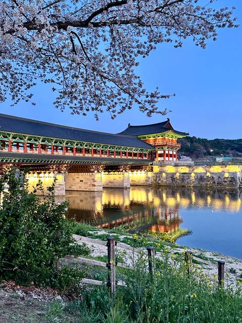       Illuminated traditional Korean covered bridge reflected perfectly in still water at blue hour with cherry-blossom branches overhead.
  