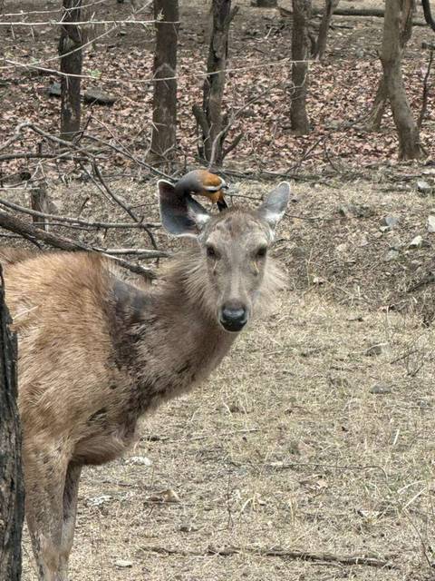       Klantbeoordelingsfoto van De Taj Mahal &amp; Rajasthan – met koninklijk verblijf in kastelen 
  