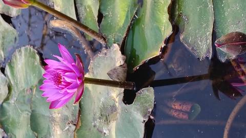       Vibrant pink lotus flower blooming above green lily pads on still pond water.
  