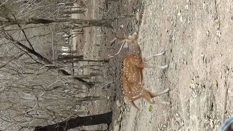       Spotted deer with antlers walking through a dry forest clearing.
  