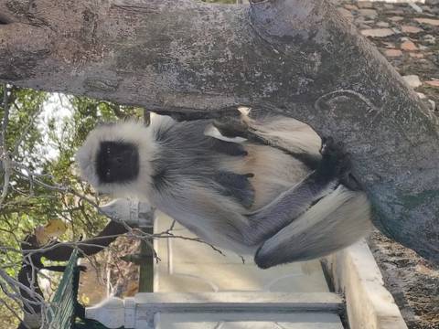      Grey langur monkey perched on a tree trunk, looking toward the camera.
  