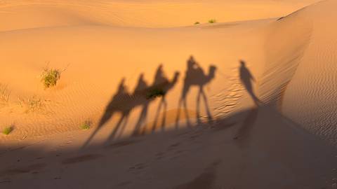       Long shadows of camel riders stretched across orange Sahara dunes at sunset.
  