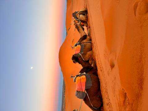       Resting camels with colourful saddles in front of golden dunes under a pastel evening sky and rising moon.
  