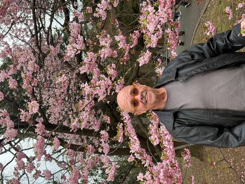       A smiling traveller poses beneath blooming pink cherry blossoms in Japan.
  