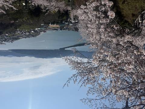       White cherry blossoms frame a panoramic view of a narrow sandbar stretching across a serene blue bay with mountains beyond under a clear sky.
  