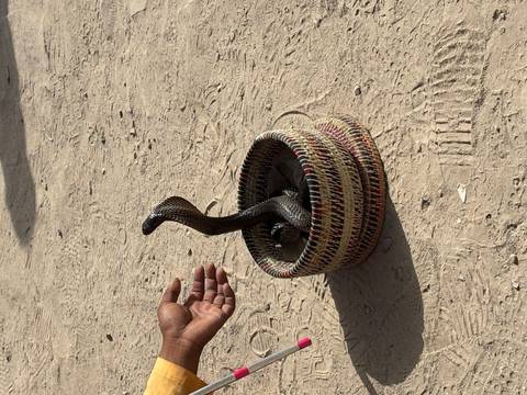       Cobra rising from a woven basket as a handler’s hand gestures nearby on dusty ground.
  
