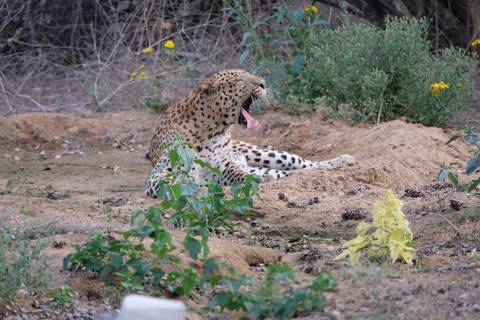       Leopard yawning while resting on sandy ground surrounded by sparse bushes and wildflowers.
  