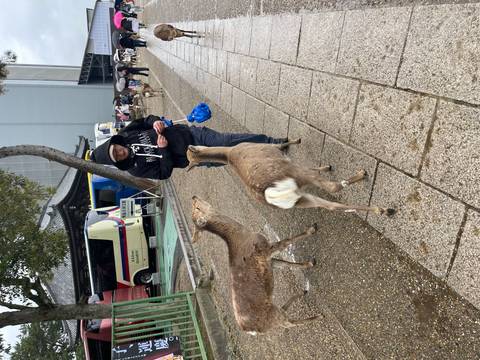       Traveler feeding friendly deer along the stone walkway near a large temple in Nara.
  