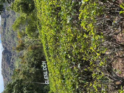       Lush green tea plantation on rolling hills with sign reading 'KENLOCH'.
  