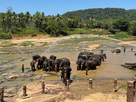       Herd of elephants bathing in a river at Pinnawala orphanage surrounded by lush palms and hills.
  