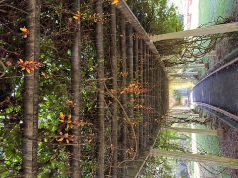       Shaded garden walkway under hanging vines and orange blossoms in Sri Lanka’s botanical gardens.
  