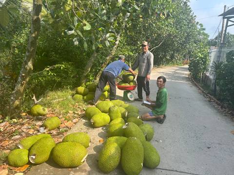       Farmers sorting large jackfruits on a quiet rural lane shaded by trees
  