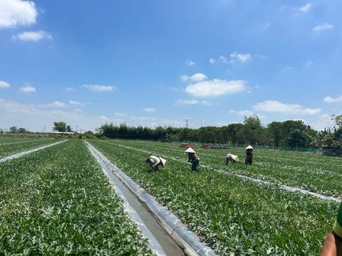       Workers harvesting crops in wide green vegetable fields under a clear blue sky
  