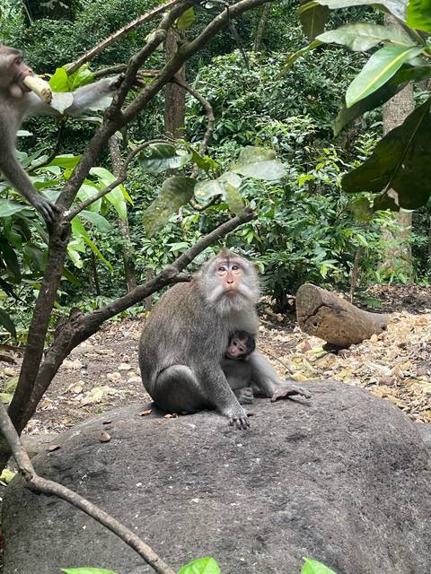       Mother long-tailed macaque cuddling her baby in a tropical forest setting.
  