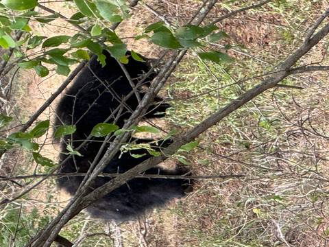       Shaggy black sloth bear partially obscured by branches in dry forest undergrowth.
  