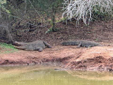       Two large crocodiles resting on a muddy riverbank beside still water.
  