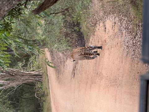       Leopard walking away along a dirt track in a forest reserve.
  