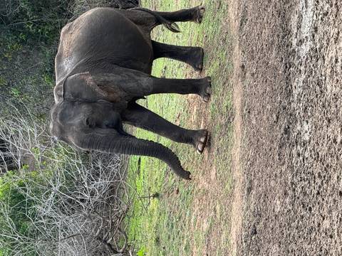       Asian elephant standing on grassy terrain with sparse bushes behind.
  