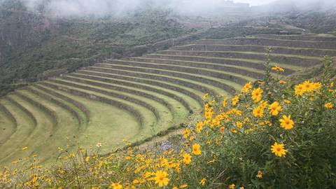       Series of curved agricultural terraces on a misty mountainside with yellow wildflowers in foreground.
  