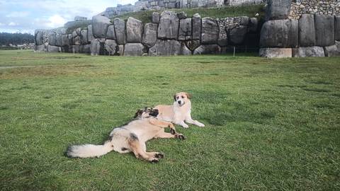       Two dogs relaxing on green grass in front of massive stone walls of an ancient fortress.
  