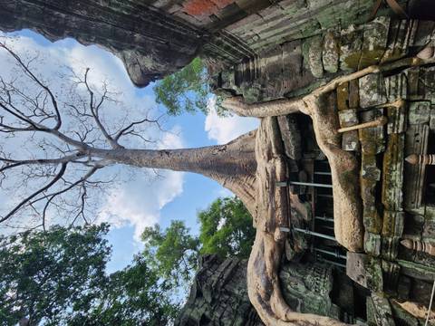       Giant tree roots dramatically envelop ruined temple stones under a blue sky.
  